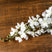 Shades 4 Seasons Delphinium Stem Artificial Flower WHITE PLASTIC Shades 4 Seasons