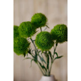 Dianthus Stem - Stylish Greenery by Shades 4 Seasons Shades 4 Seasons