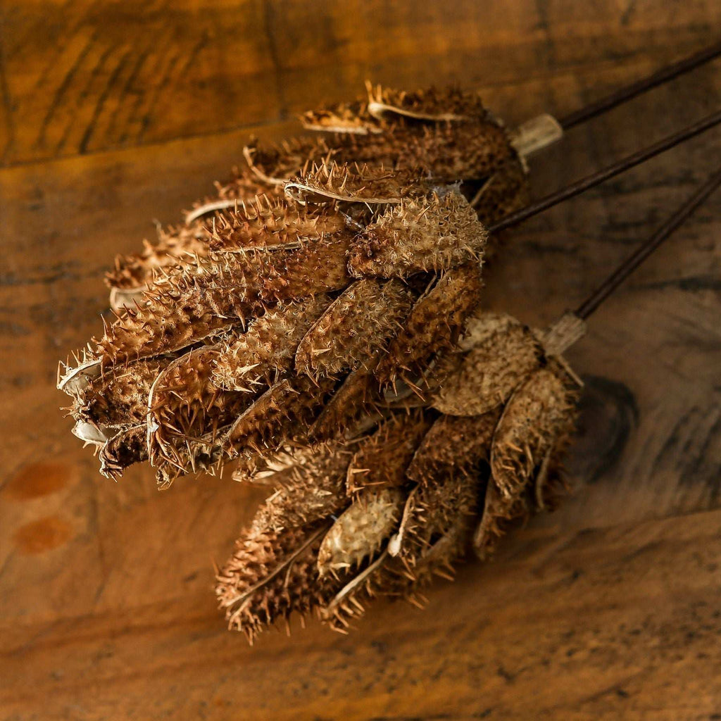 Shades 4 Seasons Dried Protea Decorative Bouquet Shades 4 Seasons