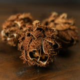 Shades 4 Seasons Dried Protea Decorative Bouquet Shades 4 Seasons