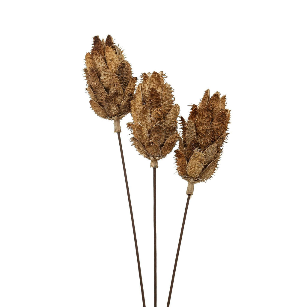 Shades 4 Seasons Dried Protea Decorative Bouquet Shades 4 Seasons