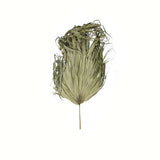 Shades 4 Seasons Dried Sun Big Palm Single Stem Flower Default Title Shades 4 Seasons