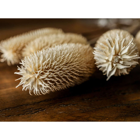 Shades 4 Seasons Dried Thistle Floral Arrangement Shades 4 Seasons