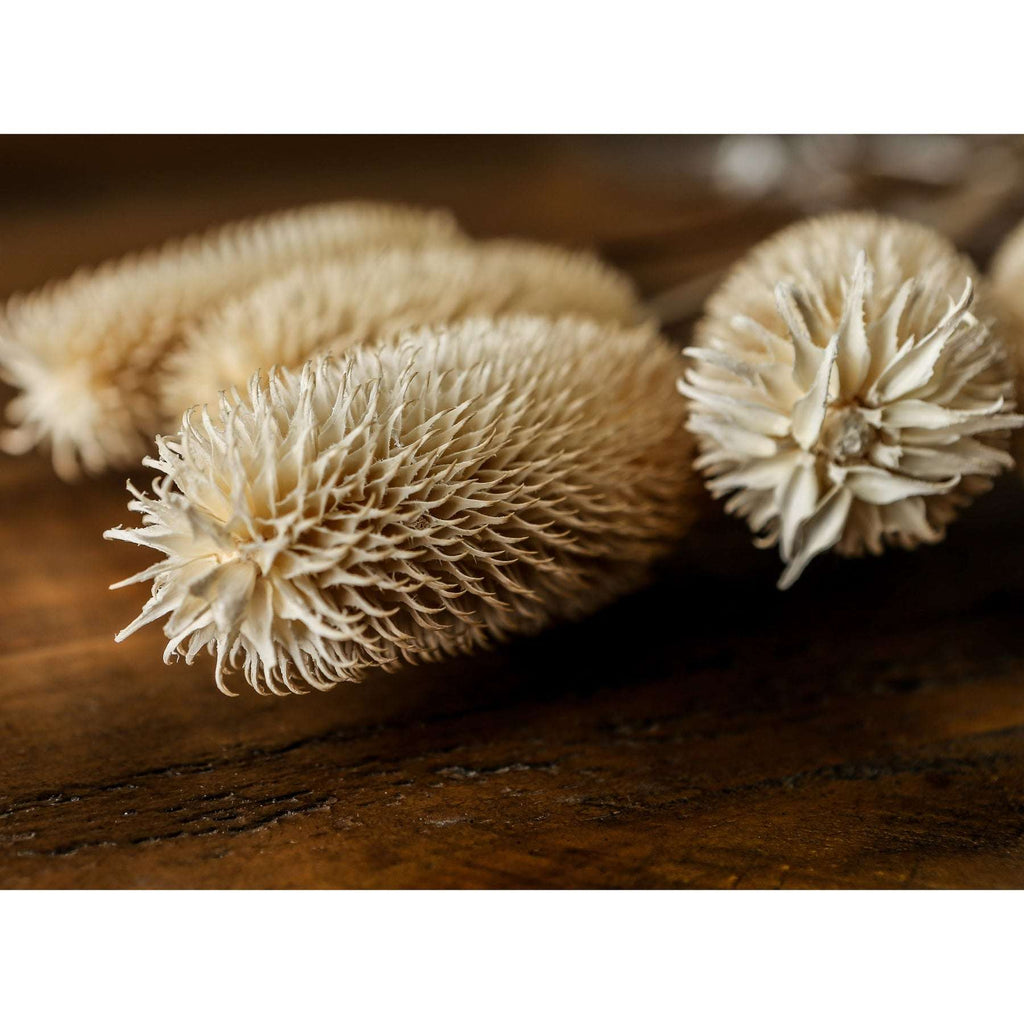 Shades 4 Seasons Dried Thistle Floral Arrangement Shades 4 Seasons