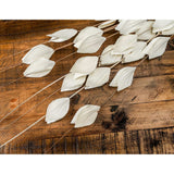 Shades 4 Seasons Dried Thlaspi Arvense Decorative Flowers Shades 4 Seasons