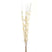 Shades 4 Seasons Dried Thlaspi Arvense Decorative Flowers WHITE Shades 4 Seasons