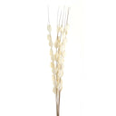 Shades 4 Seasons Dried Thlaspi Arvense Decorative Flowers WHITE Shades 4 Seasons