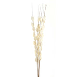 Shades 4 Seasons Dried Thlaspi Arvense Decorative Flowers WHITE Shades 4 Seasons