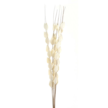 Shades 4 Seasons Dried Thlaspi Arvense Decorative Flowers WHITE Shades 4 Seasons