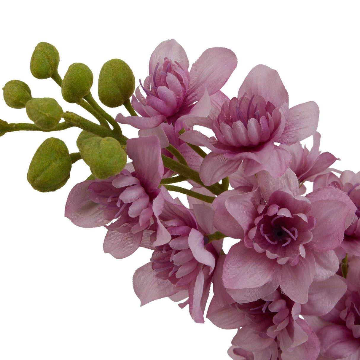 The Natural Garden Collection Purple Elatum Delphinium Shades 4 Seasons