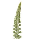 Shades 4 Seasons Eremurus Stem for Stylish Decor Shades 4 Seasons