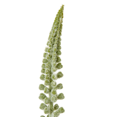 Shades 4 Seasons Eremurus Stem for Stylish Decor Shades 4 Seasons