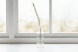 Shades 4 Seasons Eremurus Stem for Stylish Decor WHITE PLASTIC Shades 4 Seasons