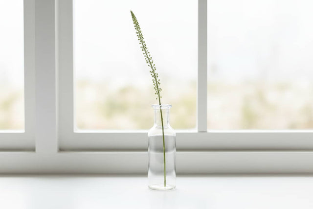 Shades 4 Seasons Eremurus Stem for Stylish Decor WHITE PLASTIC Shades 4 Seasons