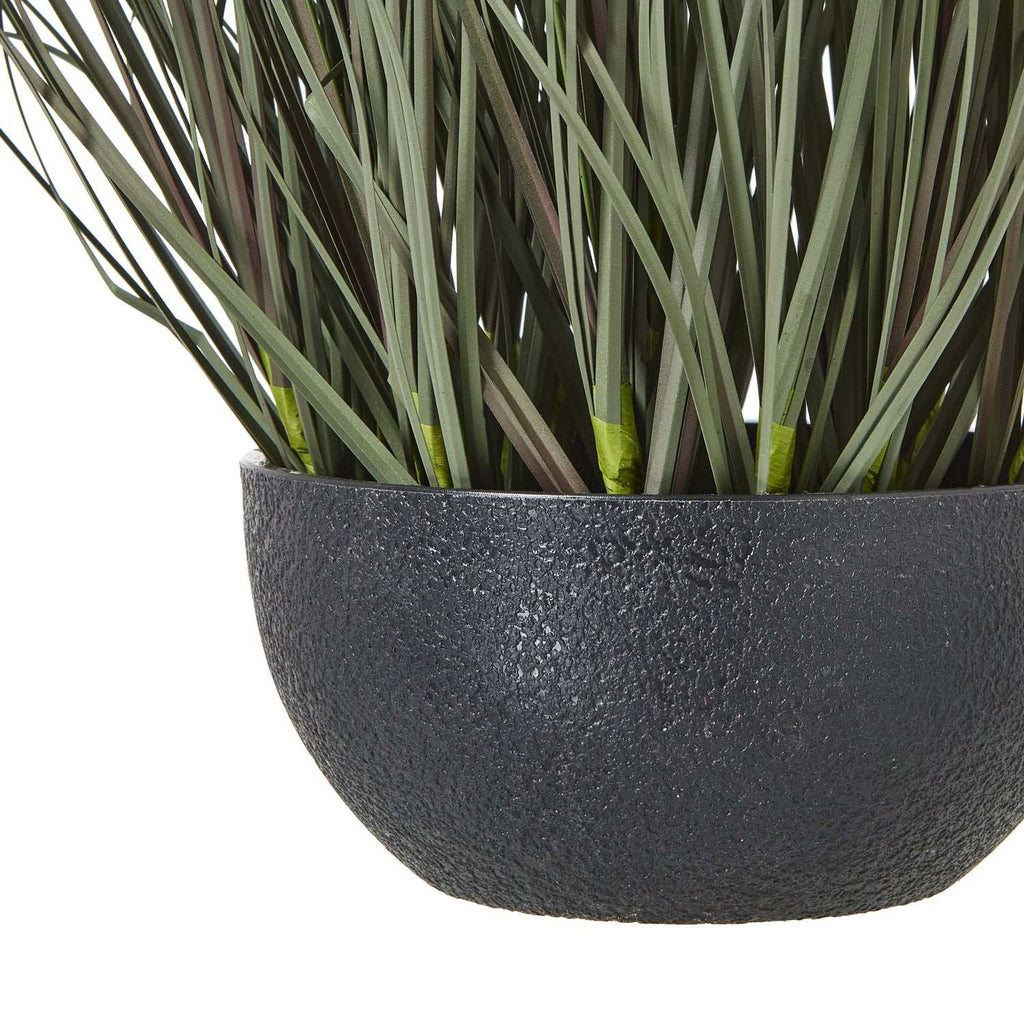 Fountain Grass Plant in Stylish Black Pot by Shades 4 Seasons Shades 4 Seasons