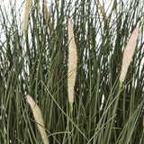 Shades 4 Seasons Fountain Grass Plant in Decorative Pot Shades 4 Seasons