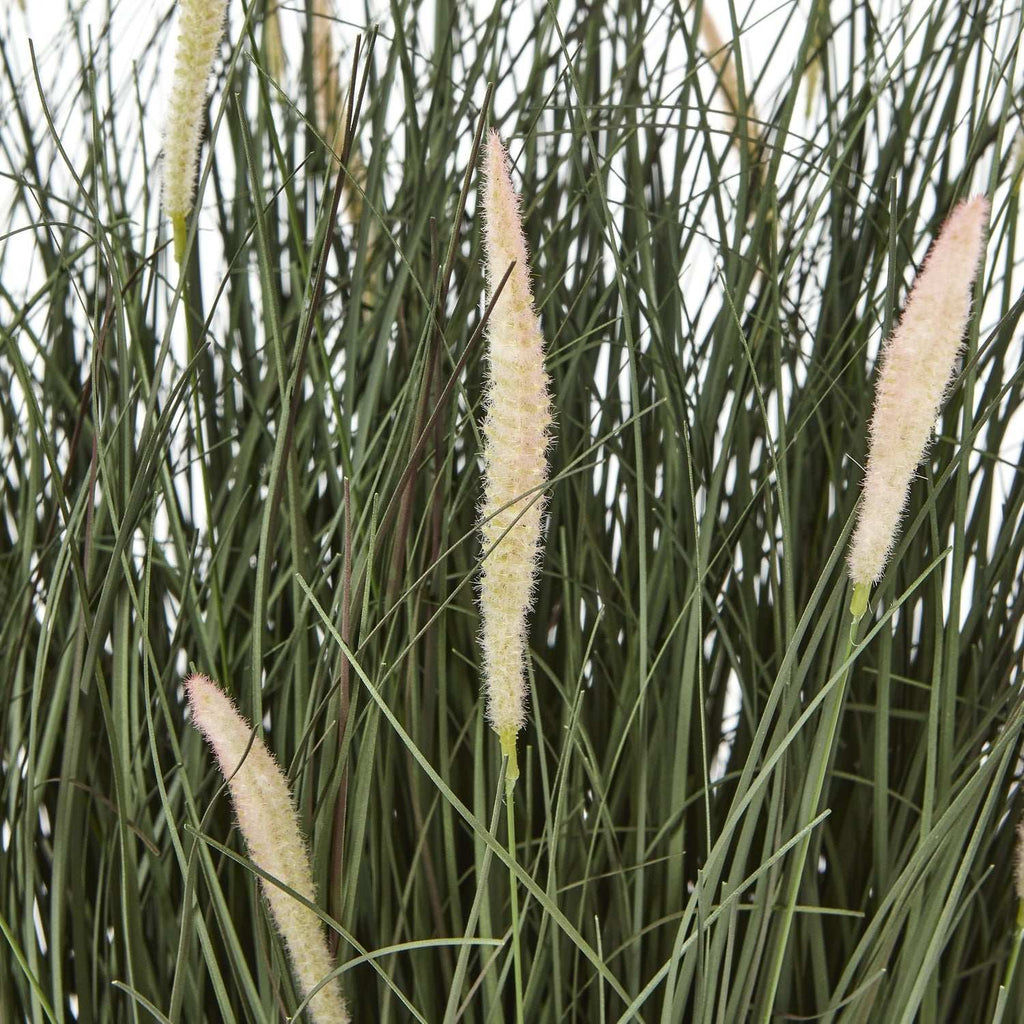 Shades 4 Seasons Fountain Grass Plant in Decorative Pot Shades 4 Seasons