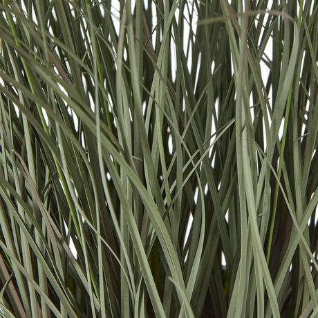 Fountain Grass Plant in Stylish Black Pot by Shades 4 Seasons Shades 4 Seasons