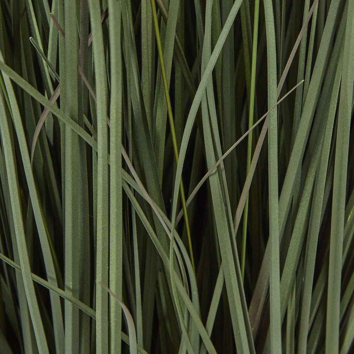 Shades 4 Seasons Fountain Grass Plant in Decorative Pot Shades 4 Seasons