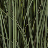 Shades 4 Seasons Fountain Grass Plant in Decorative Pot Shades 4 Seasons