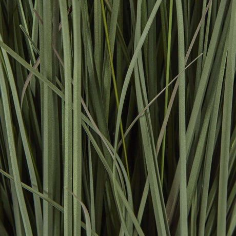 Shades 4 Seasons Fountain Grass Plant in Decorative Pot Shades 4 Seasons