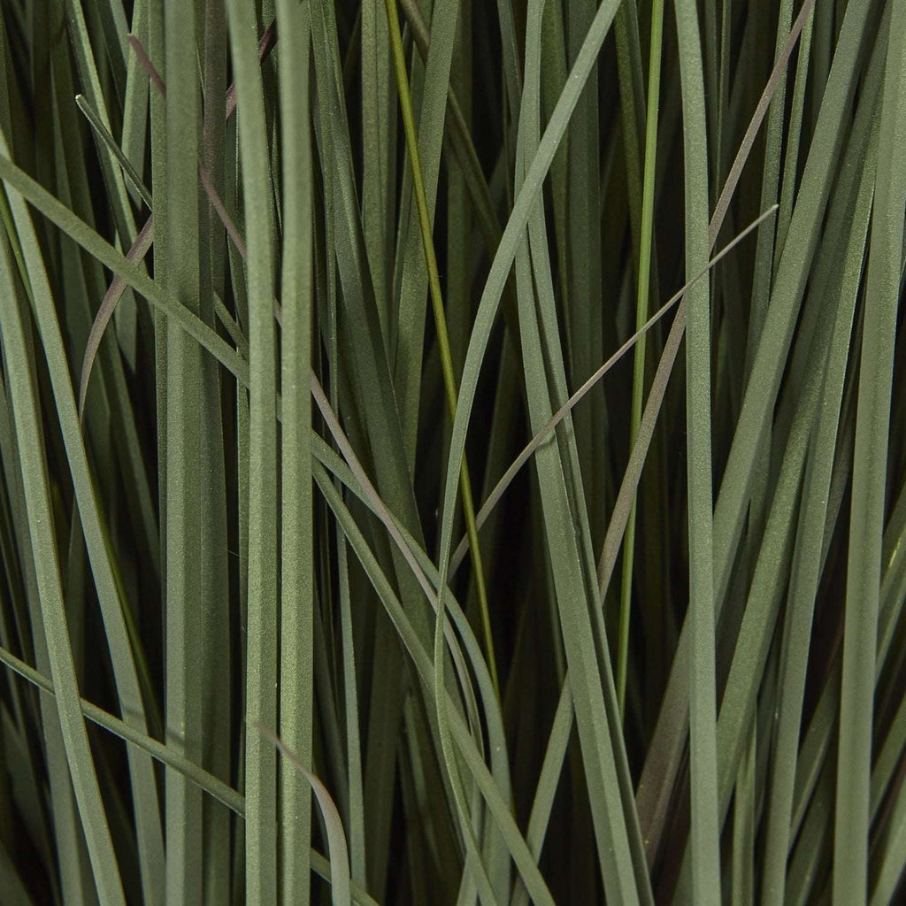 Shades 4 Seasons Fountain Grass Plant in Decorative Pot Shades 4 Seasons