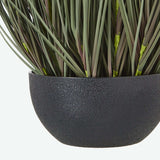 Shades 4 Seasons Fountain Grass Plant in Decorative Pot Shades 4 Seasons
