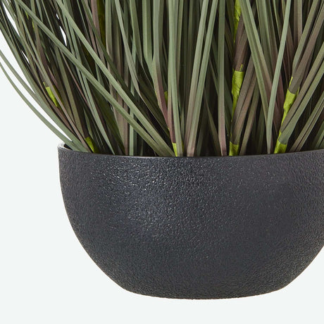 Shades 4 Seasons Fountain Grass Plant in Decorative Pot Shades 4 Seasons
