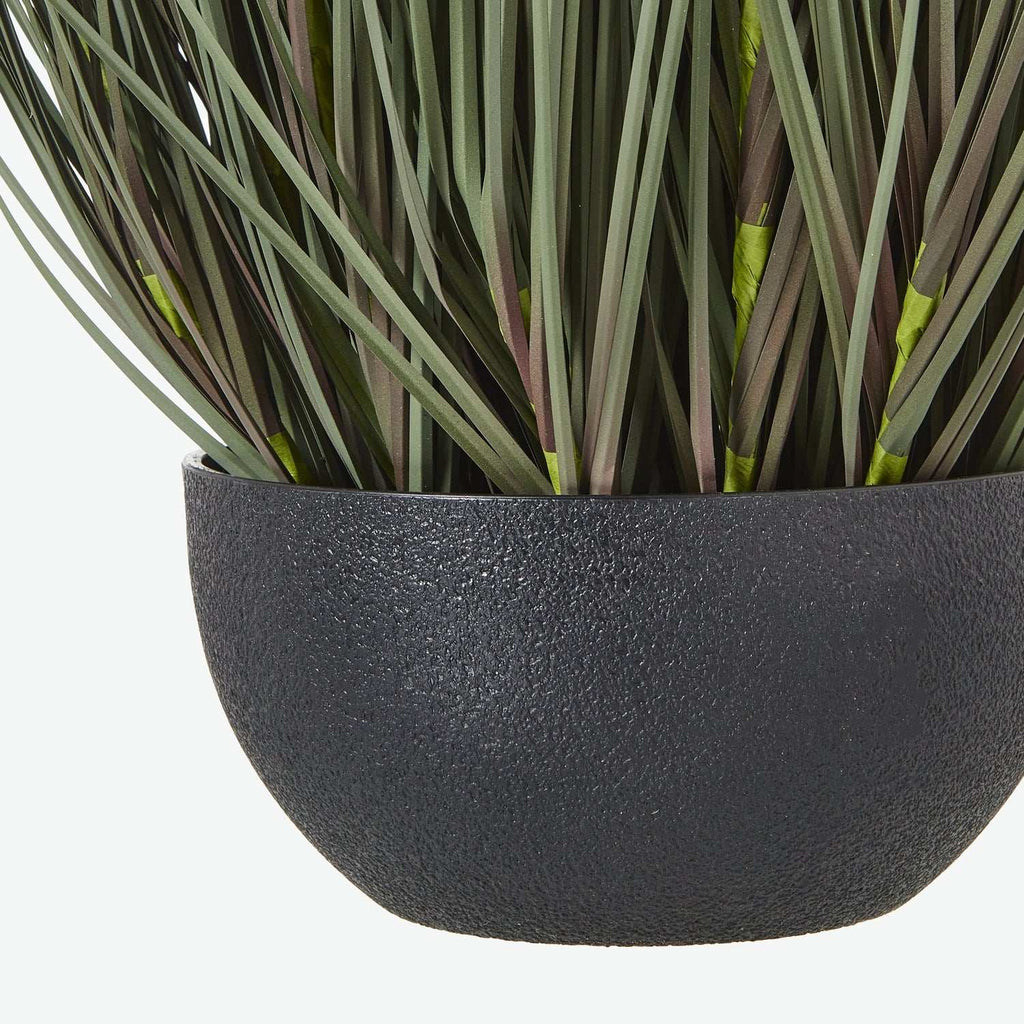 Shades 4 Seasons Fountain Grass Plant in Decorative Pot Shades 4 Seasons