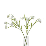The Natural Garden Collection White Fritillaria Stem Shades 4 Seasons