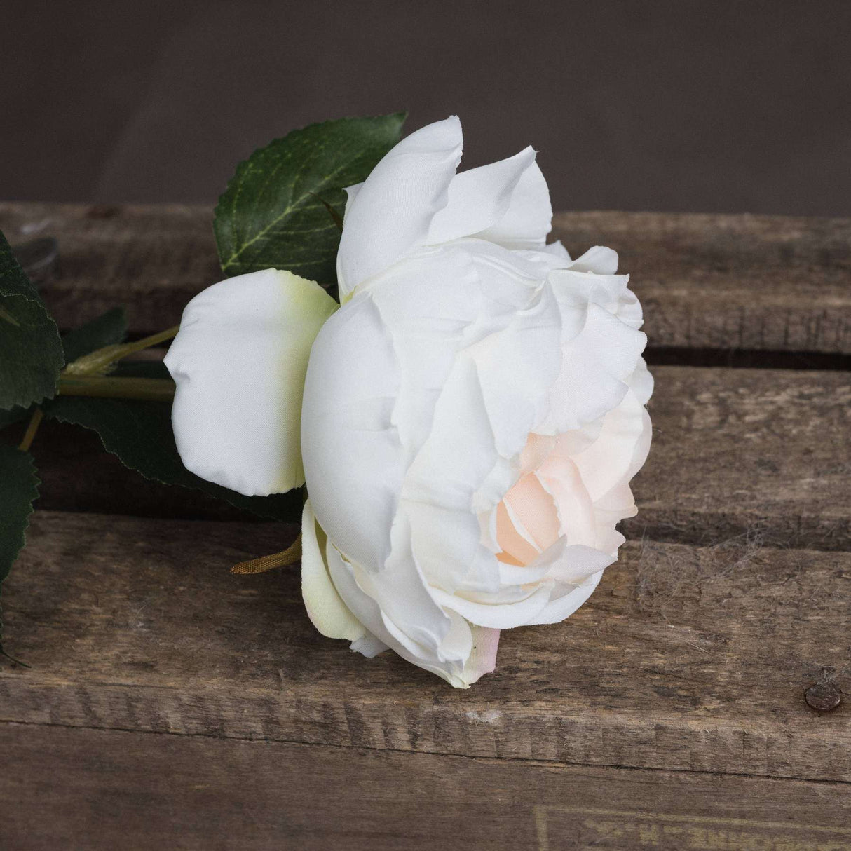 Shades 4 Seasons Garden Rose Single Stem Flower Shades 4 Seasons
