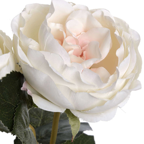 Shades 4 Seasons Garden Rose Single Stem Flower Shades 4 Seasons