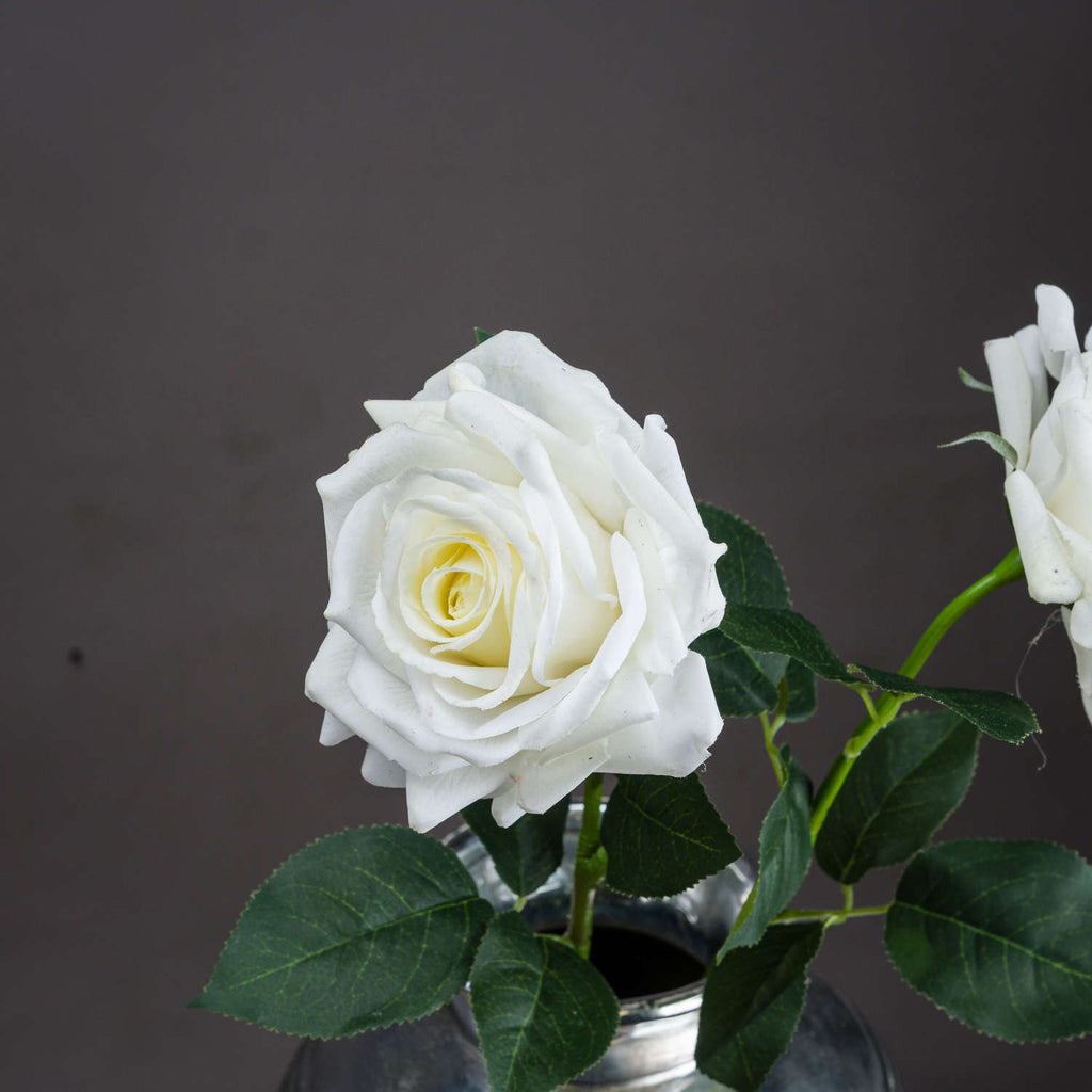 Shades 4 Seasons White Garden Rose Single Stem Flower Shades 4 Seasons