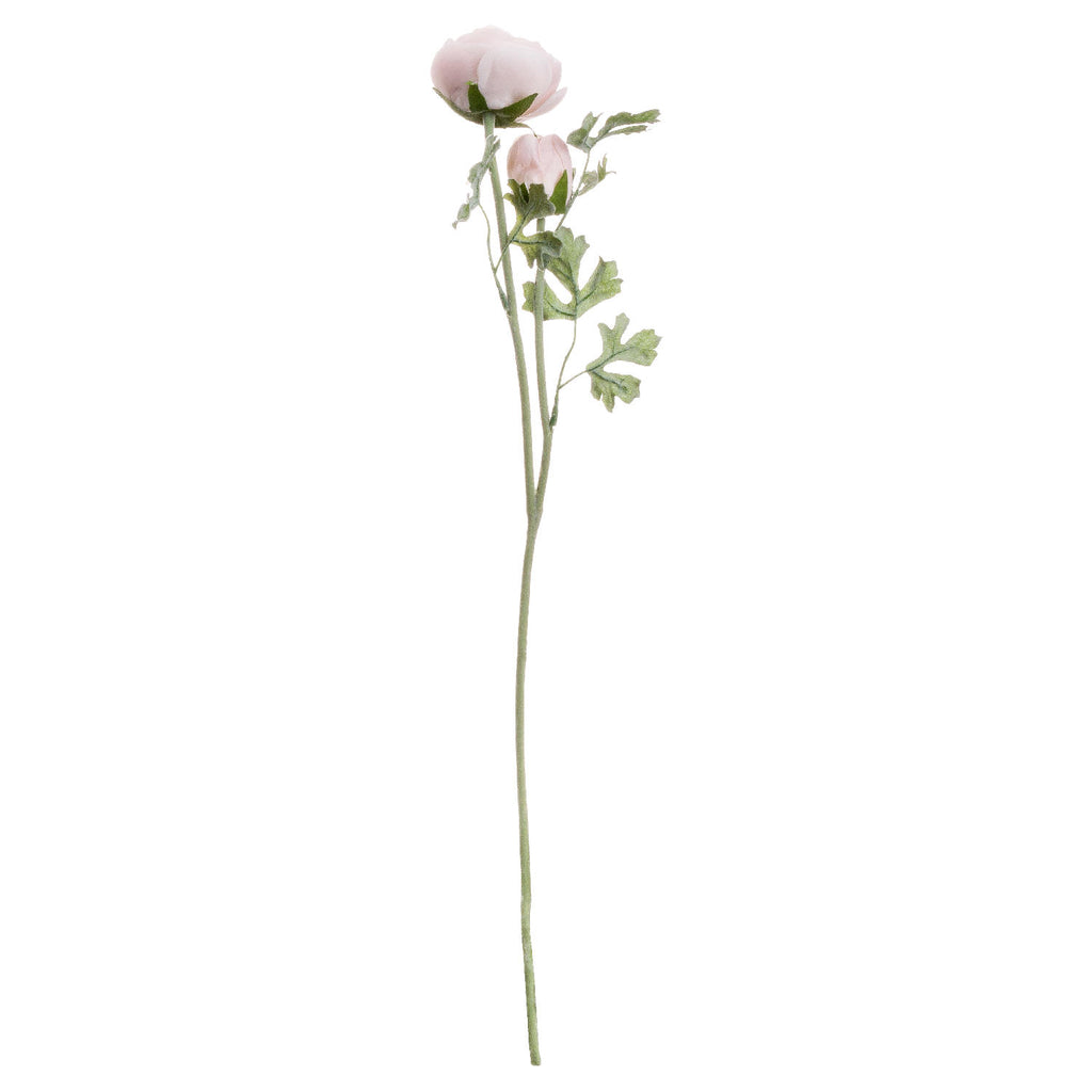 Shades 4 Seasons Pink Ranunculus Spring Single Stem Shades 4 Seasons