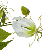 Shades 4 Seasons Gloriosa Spray - Elegant Single Stem Flower Shades 4 Seasons