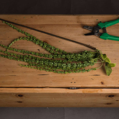 Shades 4 Seasons Green Amaranthus Single Stem Flower Shades 4 Seasons