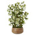 Shades 4 Seasons Green Hellebore Artificial Flower Arrangement GREEN PLASTIC Shades 4 Seasons
