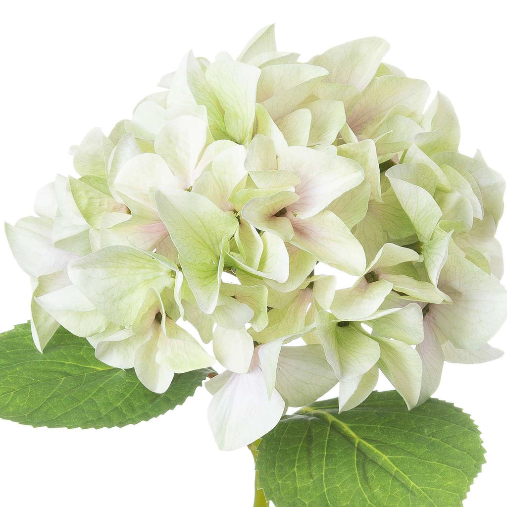 Shades 4 Seasons Green Hydrangea Single Stem Flower Shades 4 Seasons