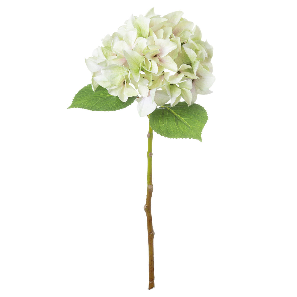 Shades 4 Seasons Green Hydrangea Single Stem Flower Shades 4 Seasons