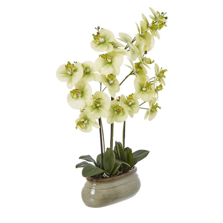 Elegant Green Orchid Potted Flower Arrangement in a Stylish Ceramic Pot