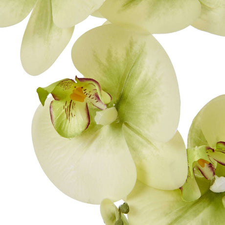 Stunning Green Orchid Potted Flower from Shades 4 Seasons for Elegant Home Decor