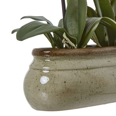 Shades 4 Seasons Green Orchid in a ceramic pot with lush green leaves for home decor