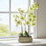 Elegant Green Orchid in a decorative pot, perfect for brightening any living space
