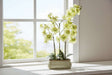 Elegant Green Orchid in a decorative pot, perfect for brightening any living space