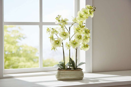 Elegant Green Orchid in a decorative pot, perfect for brightening any living space