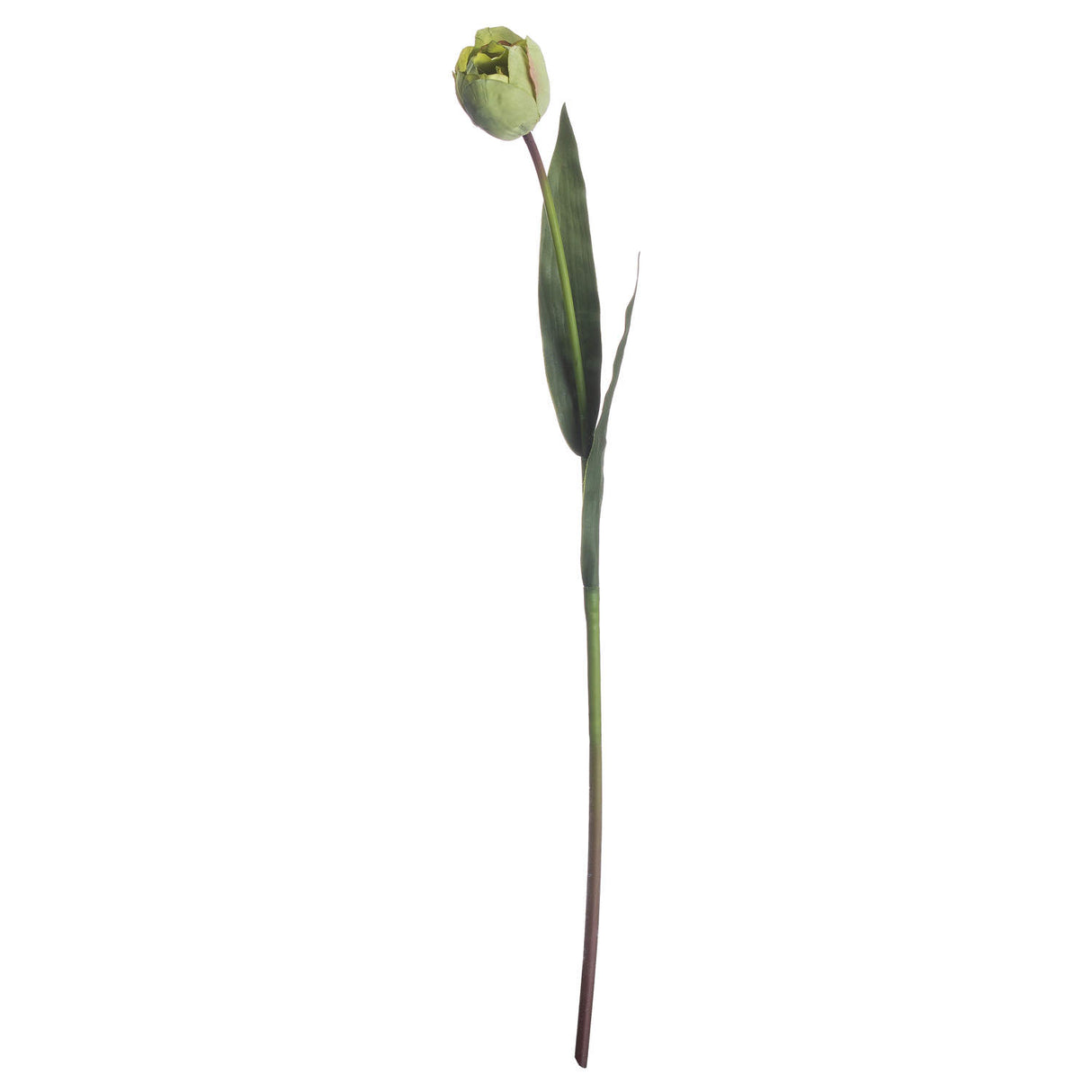 Shades 4 Seasons Green Tulip Single Stem Spring Flowers Shades 4 Seasons