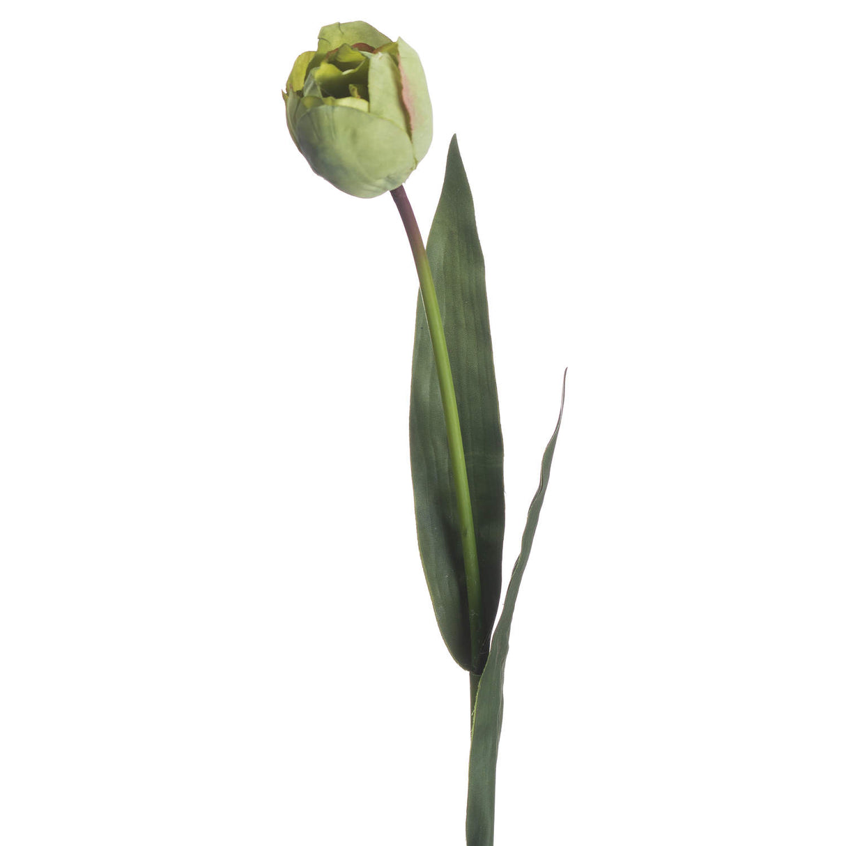 Shades 4 Seasons Green Tulip Single Stem Spring Flowers Shades 4 Seasons