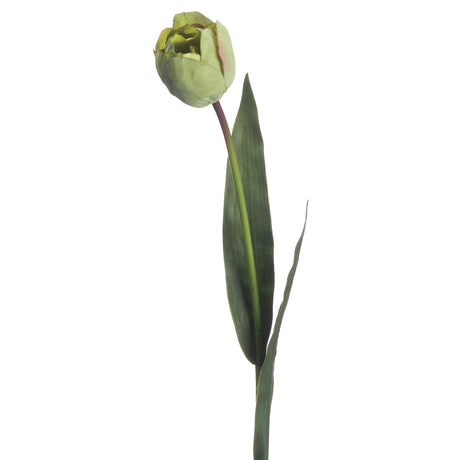 Shades 4 Seasons Green Tulip Single Stem Spring Flowers Shades 4 Seasons
