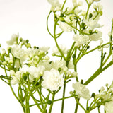 Shades 4 Seasons Gypsophila Stem for Stylish Decor Shades 4 Seasons