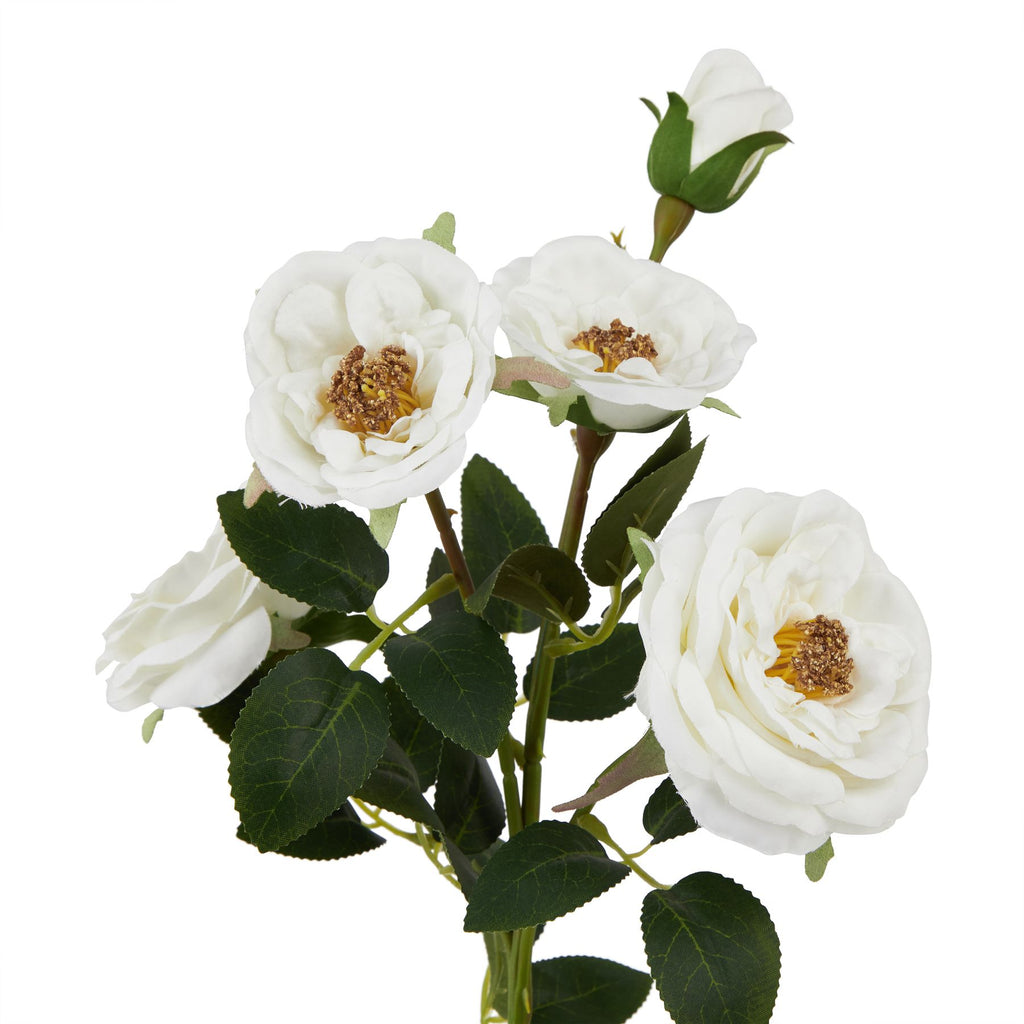 The Natural Garden Collection White Hedge Rose Stem Shades 4 Seasons